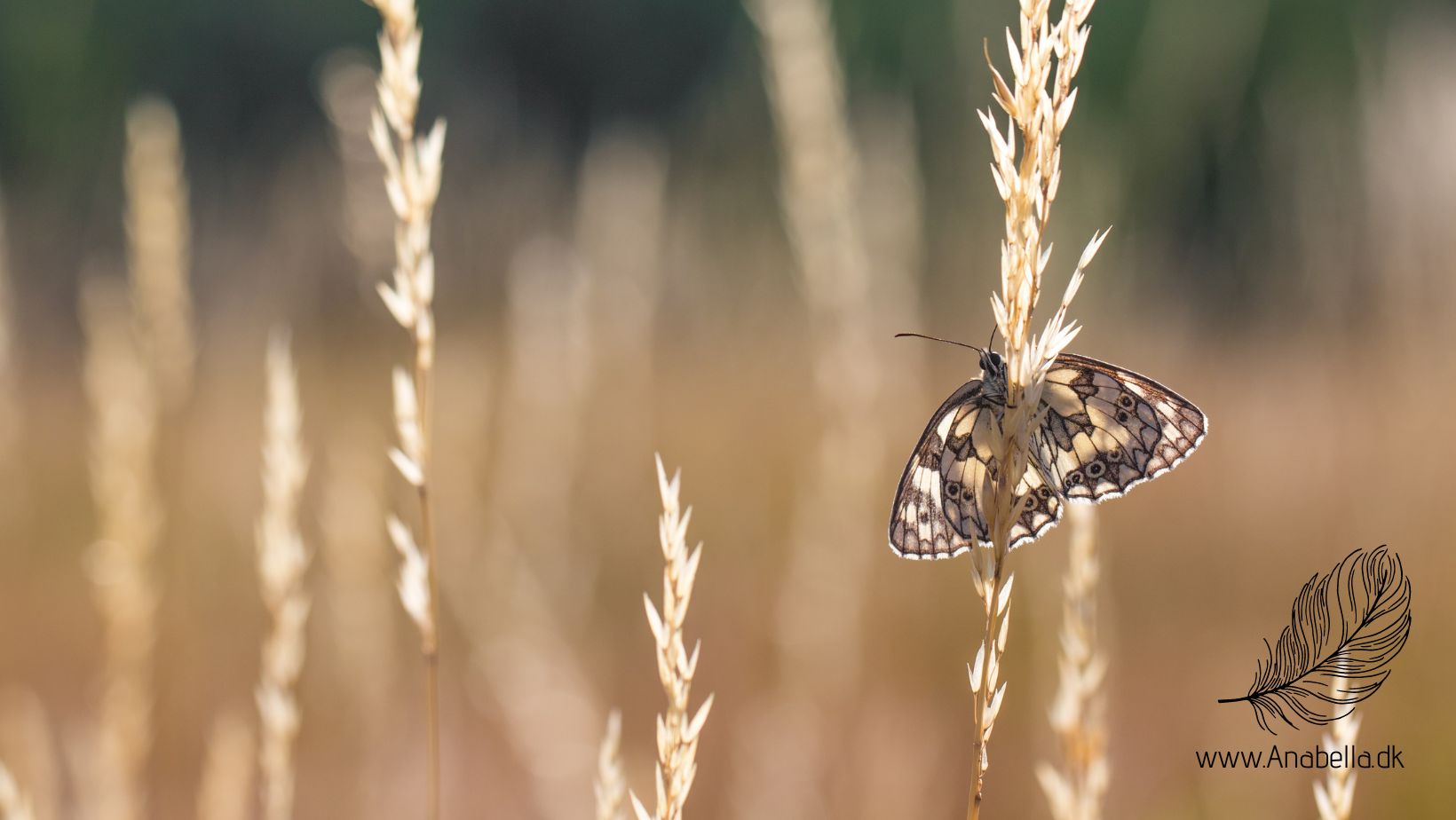 Read more about the article  Spirituel opvågning